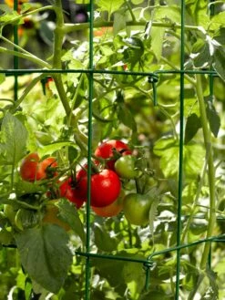 Tomato Cages, Set Of 4 -Gardening Supplies 34182 588 tif