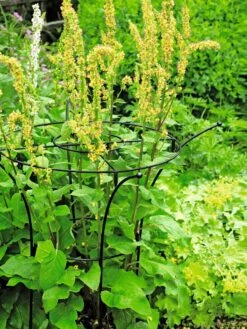 Essex Plant Supports 12 Essex Plant Supports -Gardening Supplies 37423 200 tif