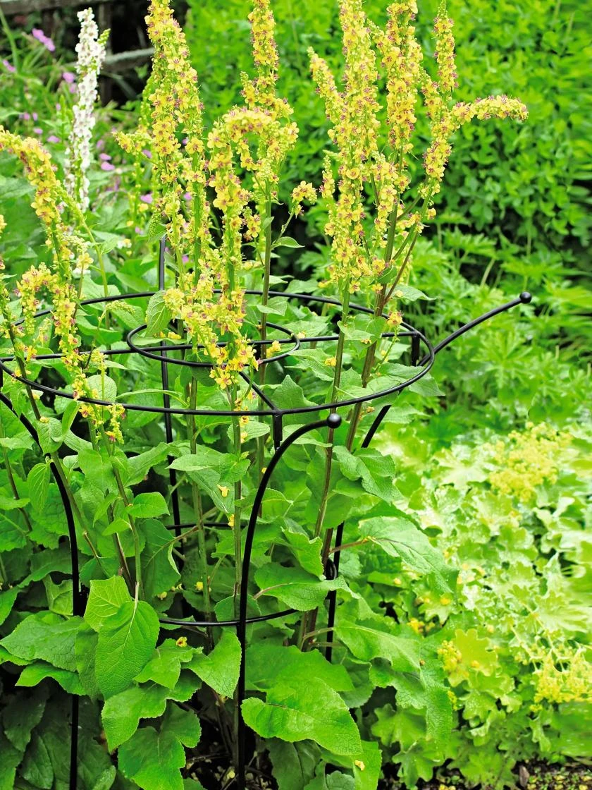 Essex Plant Supports 6 Essex Plant Supports - Image 5