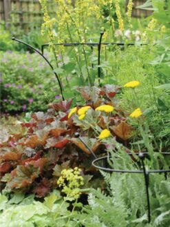 Essex Plant Supports 10 Essex Plant Supports -Gardening Supplies 37423 280 tif