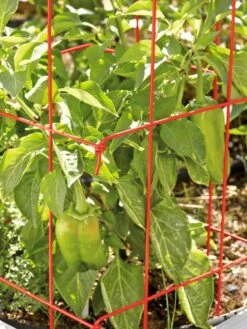 Pepper And Eggplant Cages, Set Of 3 -Gardening Supplies 37464 567 tif