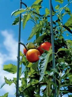 Tomato Ladders, Set Of 3 -Gardening Supplies 38184 003E tif