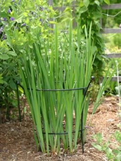 Essex Plant Supports 11 Essex Plant Supports -Gardening Supplies 38430 7627 tif