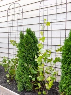 Jardin Flower Trellis -Gardening Supplies 38689 6002 tif