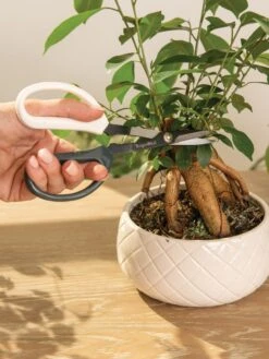 Japanese Pruning Scisssors -Gardening Supplies 3 4 crop 8612968 0087