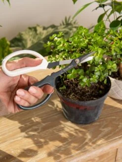 Japanese Pruning Scisssors -Gardening Supplies 3 4 crop 8612968 0092