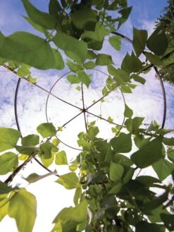 Jardin Tower -Gardening Supplies 3 4 crop 8612997 0033