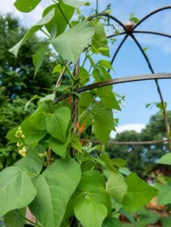 Jardin Tower -Gardening Supplies 3 4 crop 8612997 0058