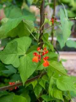 Jardin Tower -Gardening Supplies 3 4 crop 8612997 0059