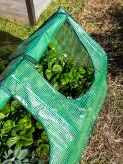 Multi Cloche -Gardening Supplies 3 4 crop 8613213 0240