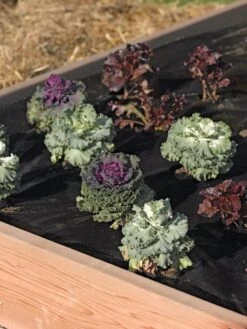 Easy-Plant Weed Block Mulch 7 Easy-Plant Weed Block Mulch -Gardening Supplies 40356 219 tif