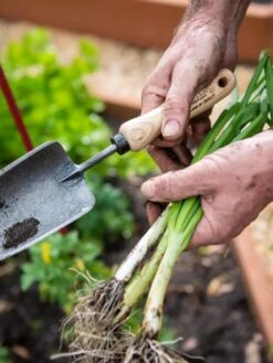Gardener's Lifetime Trowel 10 Gardener's Lifetime Trowel -Gardening Supplies 8586972 3286 tif