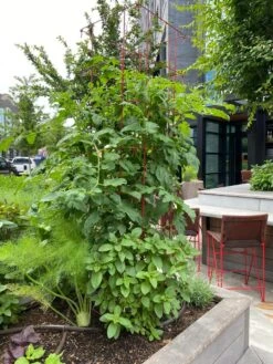 Tomato Towers, Set Of 2 -Gardening Supplies 8587041 01IN tif