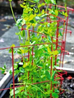 Expandable Pea Trellis -Gardening Supplies 8587061 100 tif