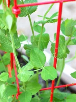 Tall Expandable Pea Trellis -Gardening Supplies 8587061 101 tif 1