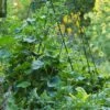 Deluxe Cucumber Trellis -Gardening Supplies 8587083 01IN