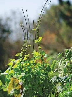 Jardin Pot Trellis -Gardening Supplies 8587120 5010 tif