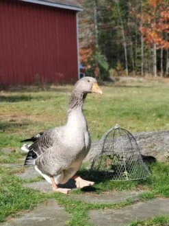 Chicken Wire Cloche -Gardening Supplies 8590210 01IN tif