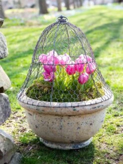 Chicken Wire Cloche -Gardening Supplies 8590210 021 tif