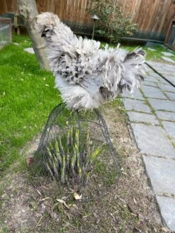 Chicken Wire Cloche -Gardening Supplies 8590210 02CUST tif