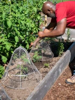 Chicken Wire Cloche With Extension -Gardening Supplies 8590210 0442 tif