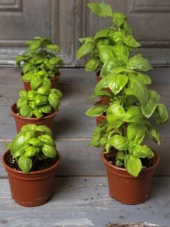 Seed Starting Mix, 9 Qts. -Gardening Supplies 8592212 3979 001E tif 4