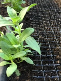 Cat Scat Mat -Gardening Supplies 8592448 03CUST tif