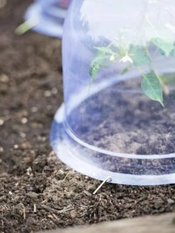 Medium Garden Cloches, Set Of 6 -Gardening Supplies 8593985 9441 tif