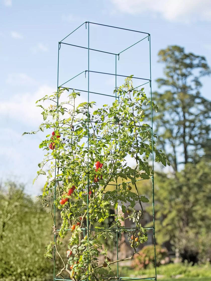 Mammoth Tomato Towers, Set Of 2 3 Mammoth Tomato Towers, Set Of 2