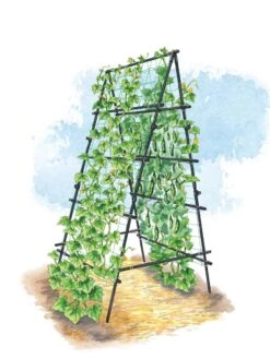 Titan A-Frame Trellis -Gardening Supplies 8595755 TitanAFrame art tif
