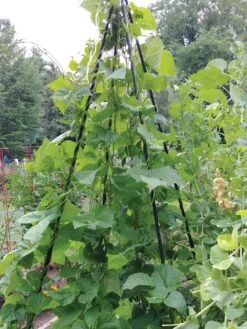 Titan Teepee Trellis -Gardening Supplies 8595757 01EMP tif