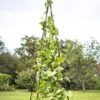 Titan Teepee Trellis -Gardening Supplies 8595757 1206 titan teepee cucumber peas beans tif