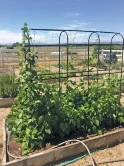 Titan Pea Tunnel -Gardening Supplies 8596275 01CUST tif