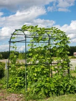 Titan Squash Tunnel -Gardening Supplies 8596276 0133 tif