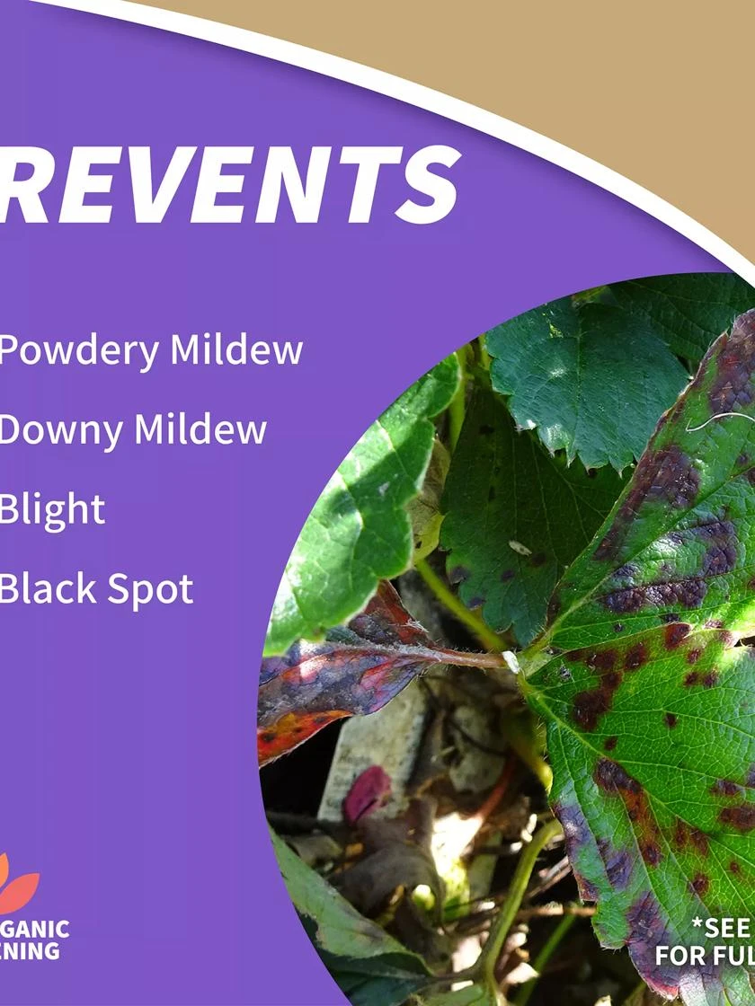 Captain Jack's™ Copper Fungicide Ready To Use, 1 Quart 4 Captain Jack's™ Copper Fungicide Ready To Use, 1 Quart - Image 2