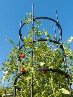 Titan Tall Tomato Cages, Set Of 3 -Gardening Supplies 8599860 0066 tif