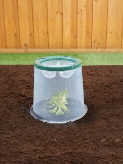 Sunny Forcing Cloches, Set Of 3 -Gardening Supplies 8600075 02V tif