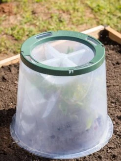 Sunny Forcing Cloches, Set Of 3 -Gardening Supplies 8600075 0734 tif