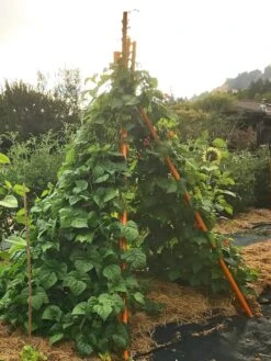 Annabel Tipi Trellis -Gardening Supplies 8600521 02V tif