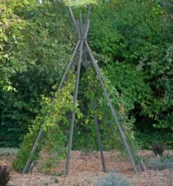 Annabel Tipi Trellis -Gardening Supplies 8600521 07V jpg
