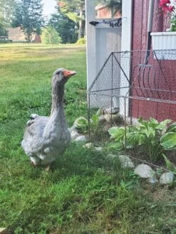 Chicken Wire Crop Coop -Gardening Supplies 8609080 02IN tif