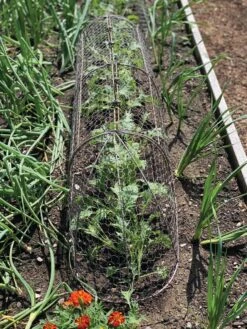 Chicken Wire Row Cloche Expandable Extra Large 3N1 -Gardening Supplies 8609412 5903 tif