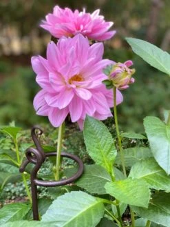 Arden Single Stem Supports, Set Of 2 9 Arden Single Stem Supports, Set Of 2 -Gardening Supplies 8610375 5703 tif