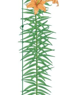 New Release -Gardening Supplies 8610388 Peacock8x36 tif