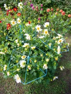 Parasol Plant Supports, Set Of 3 12 Parasol Plant Supports, Set Of 3 -Gardening Supplies 8611129 004 tif