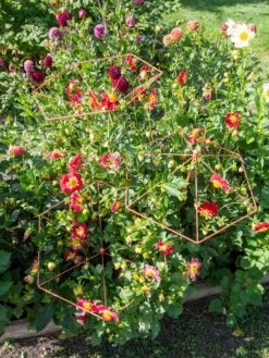 Parasol Plant Supports, Set Of 3 13 Parasol Plant Supports, Set Of 3 -Gardening Supplies 8611129 050 tif