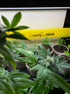 Catchy Natural Greenhouse Pest Protection Sticky Roll, 30’ -Gardening Supplies 8611979 8004