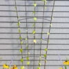 Flock Of Friends Wall Trellis