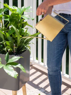 Precision Brass Watering Can -Gardening Supplies 8612691 0011