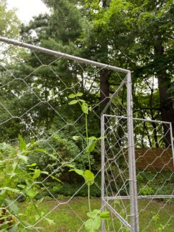 Chicken Wire Pea Trellis -Gardening Supplies 8612718 7302